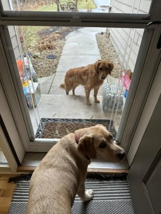 Illustration de l'article : Une chienne gagnée par l'esprit de Noël s'échappe de la maison pour s'offrir un moment et une photo mémorables