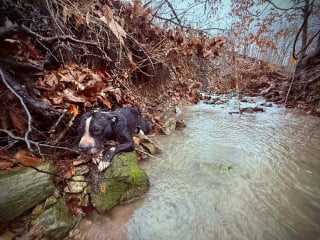 Illustration de l'article : Les pleurs d'un chien en fugue tombé dans un ruisseau et blessé sont entendus par des agents d'entretien qui passent aussitôt à l'action