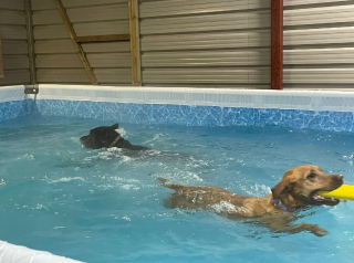 Illustration de l'article : Une piscine canine offre des séances privées aux chiens policiers pour leur permettre de faire de l'exercice et de se détendre