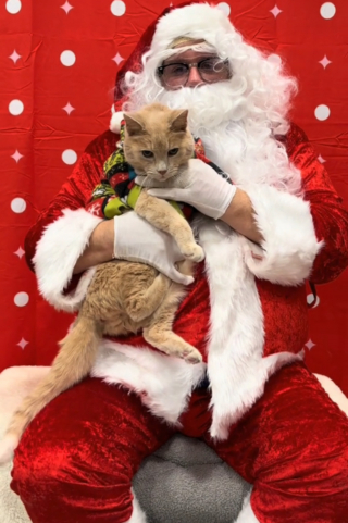 Illustration de l'article : Ce chat sénior retrouve son âme de chaton le temps d'une séance photo avec le père Noël (vidéo)