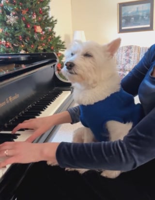 Illustration de l'article : Un chien qui se bat courageusement contre la maladie se laisse bercer par la musique jouée par sa maîtresse au piano (vidéo)