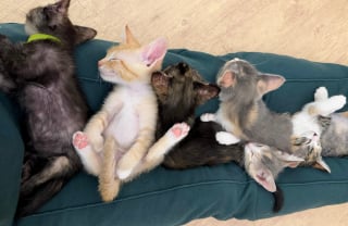 Illustration de l'article : Une bénévole dévouée passe de nombreuses nuits blanches à soigner 6 chatons sauvés de la rue