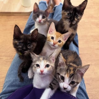 Illustration de l'article : Une bénévole dévouée passe de nombreuses nuits blanches à soigner 6 chatons sauvés de la rue