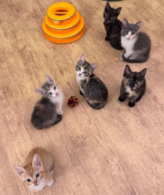 Illustration de l'article : Une bénévole dévouée passe de nombreuses nuits blanches à soigner 6 chatons sauvés de la rue