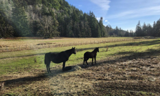 Illustration de l'article : Une jument trouvée dans un état alarmant sur le bord de la route et sur le point de mettre bas découvre l'amour d'une famille