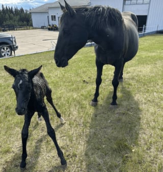 Illustration de l'article : Une jument trouvée dans un état alarmant sur le bord de la route et sur le point de mettre bas découvre l'amour d'une famille