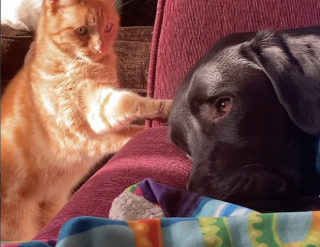 Illustration de l'article : Plein d’espoir, ce jeune chat roux tente timidement de devenir le meilleur ami de son nouveau frère Labrador (vidéo)