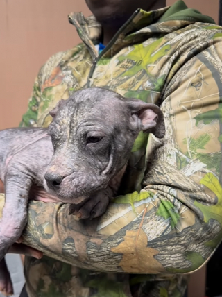 Illustration de l'article : Ce chiot rescapé découvre une balle pour la première fois de sa vie et l'emporte partout avec lui (vidéo)