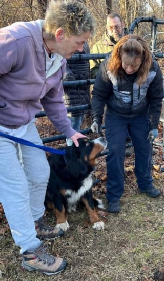 Illustration de l'article : Une chienne en fugue depuis 6 mois est sauvée grâce à un enclos posé à la hâte sur une propriété privée