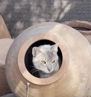 Illustration de l'article : Un chat trouve refuge dans l'une des jarres exposées dans un magasin de poterie et devient le meilleur ami d'une employée (vidéo)