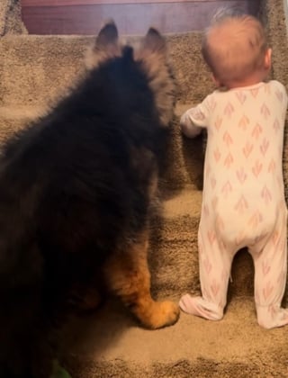 Illustration de l'article : Un chiot Berger Allemand décide d'apprendre à un bébé à monter les escaliers sous le regard ému et admiratif de la maman (vidéo)