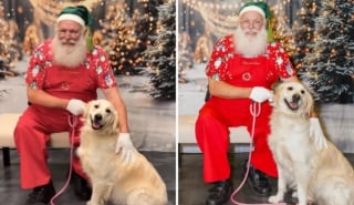 Illustration de l'article : Le regard touchant de Jolene, Golden Retriever adoptée, lors d'une rencontre avec le père Noël