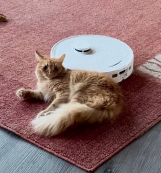 Illustration de l'article : Au lieu d'être effrayé par le robot aspirateur, ce chat l'utilise comme accessoire de massage et de jeu (vidéo)