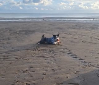 Illustration de l'article : Une propriétaire dévoile la raison touchante pour laquelle elle emmène tous les jours sa chienne séniore à la plage (vidéo)