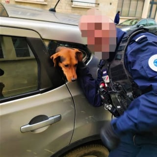 Illustration de l'article : Un chien passe 2 jours dans la voiture de son maître atteint de démence avant d'être sauvé par la police et la solidarité des internautes 