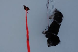 Illustration de l'article : Une friandise suspendue à un drone aide un chien bloqué sur un lac gelé à retrouver la terre ferme