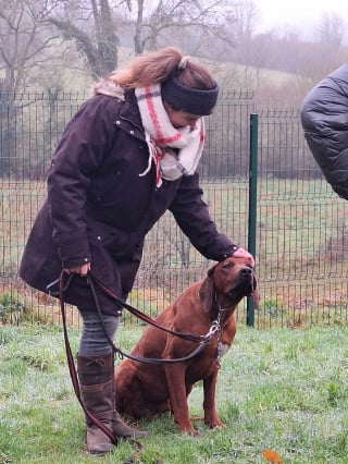 Illustration de l'article : "Un travail d'équipe avec des gens au grand coeur" met fin à 7 mois d'angoisse et de questionnements pour la famille d'un chien perdu