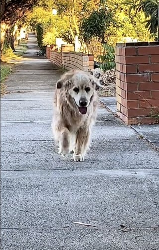 Illustration de l'article : Un vieux chien de 16 ans trouve toujours l'énergie pour courir vers la personne qu'il préfère le plus au monde (vidéo)