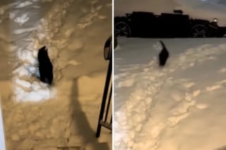 Illustration de l'article : Un chat d’intérieur apprend à ses dépens que la neige n’est pas faite pour lui (vidéo)