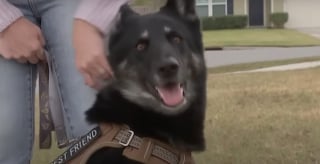 Illustration de l'article : Une chienne disparaît dans la nature pendant 9 jours avant de sonner à la porte de sa maîtresse la veille de Noël (vidéo)