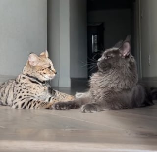 Illustration de l'article : Un chaton Savannah et son "grand frère" Maine Coon forment un duo à la complicité et la tendresse hors du commun (vidéo)