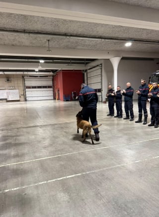 Illustration de l'article : Le bel hommage rendu par les pompiers à Ipso, chien de recherche partant à la retraite après 10 années de bons et loyaux services