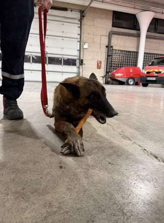 Illustration de l'article : Le bel hommage rendu par les pompiers à Ipso, chien de recherche partant à la retraite après 10 années de bons et loyaux services