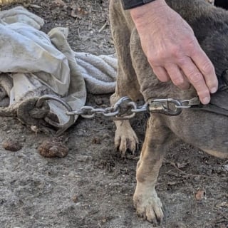 Illustration de l'article : Un témoin change le destin d'un chien âgé et sourd qui vivait enchaîné dans un enclos