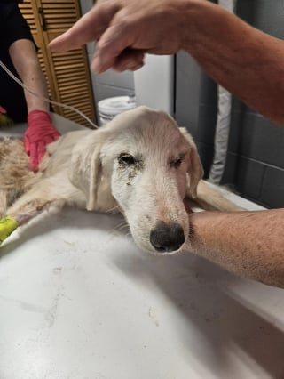 Illustration de l'article : Une chienne blessée par balle survit un mois dans un fossé avant d’être repérée par un passant 