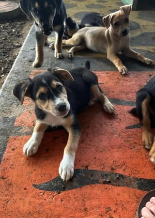 Illustration de l'article : Abandonnés dans des cartons devant un refuge, des chiots assoiffés et infestés de tiques obtiennent une chance de vivre une vie meilleure