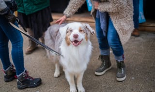 Illustration de l'article : Avec Emprunte mon toutou, découvrez quelle(s) bonne(s) résolution(s) est faite pour vous et votre chien en 2024 !