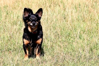 Illustration de l'article : Taille, museau, sexe... Une nouvelle étude établit un lien entre le physique du chien et son espérance de vie