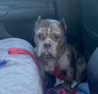 Illustration de l'article : La vidéo déchirante d’un chien refusant de sortir d’une voiture parce qu’il ne veut pas rentrer au refuge 