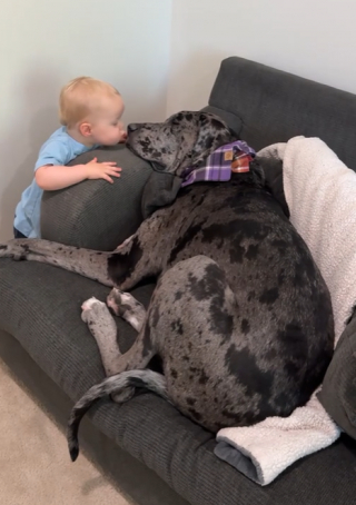 Illustration de l'article : Ce bébé totalement fou de sa grande sœur canine vient la réveiller chaque matin avec un câlin (vidéo)