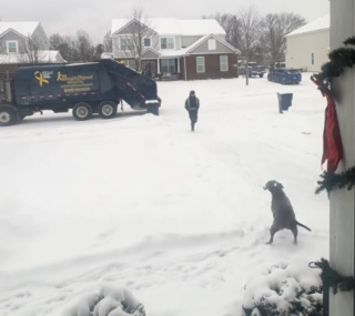 Illustration de l'article : La vidéo adorable d'un chien tenant à dire bonjour à ses amis éboueurs malgré le froid et la neige
