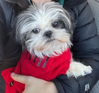 Illustration de l'article : Comme cette adorable chienne Shih Tzu, des centaines d’animaux en détresse trouvent un refuge chaque année grâce à la générosité de pilotes d’avion bénévoles