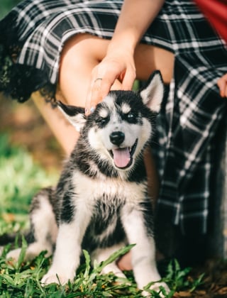 Illustration de l'article : Un projet d'adoption ? La plateforme MeilleursEleveurs.com vous guide vers un éleveur professionnel responsable pour trouver votre futur chiot ou chaton 