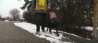 Illustration de l'article : Un homme aveugle désorienté après une nuit chaotique en taxi compte sur son chien guide pour le ramener à la maison