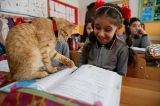 Illustration de l'article : Un chat fait irruption dans une classe de primaire, la maîtresse et les écoliers font tout leur possible pour que le chat puisse rester dans leur établissement