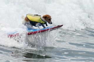 Illustration de l'article : Efruz, le Jack Russell Terrier qui surfe, fait sensation sur les plages du Pérou