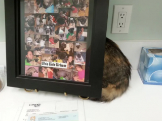 Illustration de l'article : 16 photos montrant à quel point la visite chez le vétérinaire n'est pas l'expérience préférée de votre chat