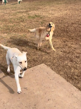 Illustration de l'article : 2 chiens inséparables comblés de bonheur en se retrouvant après plusieurs semaines sans se voir (vidéo)