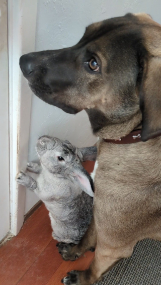 Illustration de l'article : Cet adorable lapin suit son ami canin partout depuis qu’ils se sont rencontrés (vidéo)