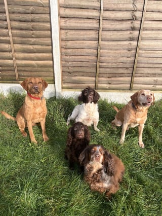 Illustration de l'article : Un chien proposé à un homme courageux reconnaît un Cocker volé deux semaines plus tôt à bord d'une fourgonnette