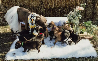 Illustration de l'article : Une chienne prête à mettre bas retrouvée enfermée dans une cage réalise un exploit juste après son sauvetage