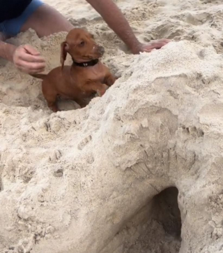 Illustration de l'article : Lors d’une journée à la plage, ce Teckel miniature est fou de joie de pouvoir creuser des tunnels dans le sable (vidéo)