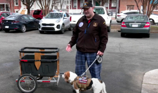 Illustration de l'article : Un vétéran de l'armée amoureux de sa chienne lui fabrique une remorque à vélo sur mesure qui disparaît, la communauté se mobilise