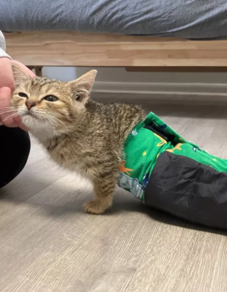 Illustration de l'article : Ce chaton paralysé par un tir de pistolet à plomb a surpris le personnel du refuge par sa résilience et sa force de vivre