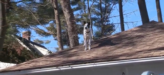 Illustration de l'article : L'étrange passe-temps d'un chien rescapé qui ne résiste pas à l'appel des hauteurs alors qu'il "avait peur de tout"