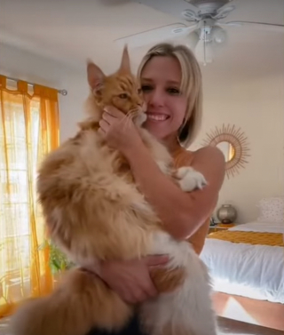 Illustration de l'article : Cet impressionnant Maine Coon fait la même taille qu’un enfant de 9 ans